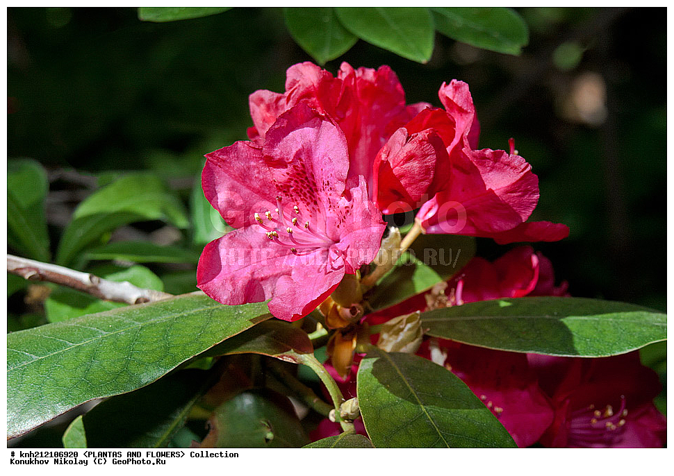 ��������, �����, ������ ��������, ���������� ��������, ����������� ������������ , Rhododendron catawbiense, ��������, �����, ������, ������� ��������, ���, �����������, ����������, Ericaceae, ������, ��������, ���, DONE, ���������� �������, ������, ���������, ����������, ������������ ��������, ������������ ��������, ������������, ������������ �����������, �����������, ������������, ���������, �����, ����������, ������������ ��������, ������������ ��������, ������������, ������������, ������������, �����������, XYZ, ����������� ������, ����������� ����������� �����