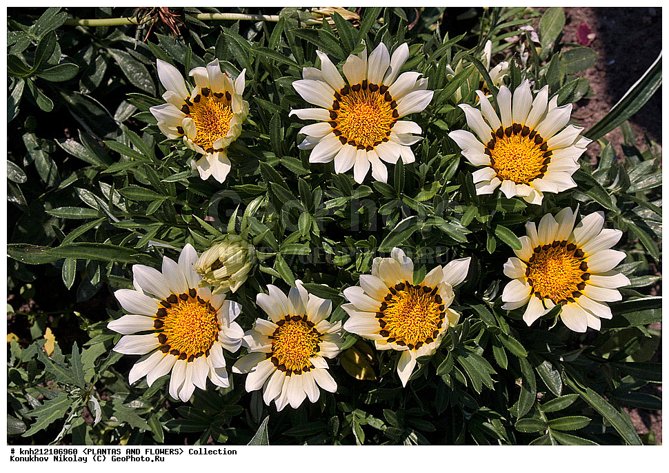 ��������, �����, ������ ��������, ���������� ��������, ������� ����������� , Gazania rigens, ������� ��������, ������, �����, �����������, DONE, ��������, Asteraceae, �������������, Compositae, ���������� �������, ������, XYZ, ����������� ������, ����������� ����������� �����
