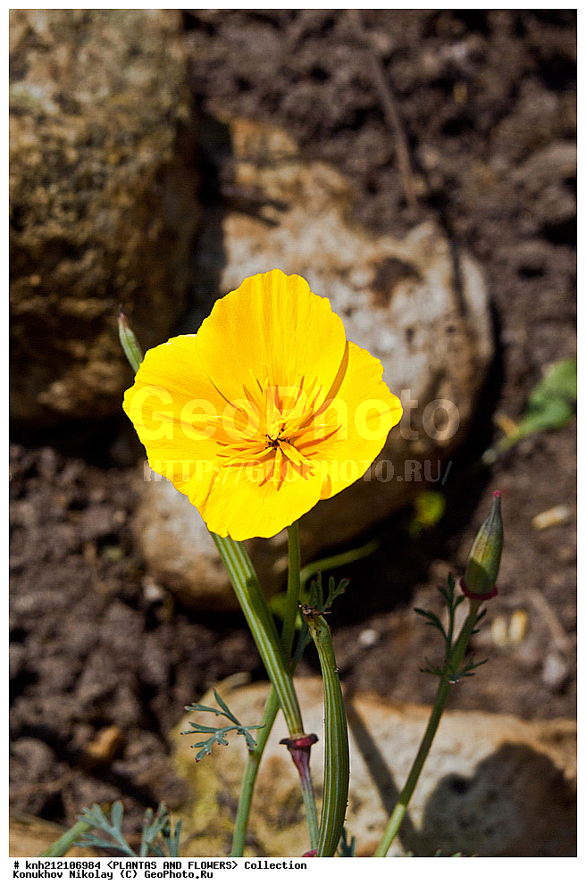 ��������, �����, ������ ��������, ���������� ��������, ��������� �������������� , Eschscholtzia californica, ����������, ���, �����, ������, ������� ��������, ���, �����������, �������, Papaveraceae, �������������� ���������� ���, ��� ��������������, DONE, ���������� �������, ������, XYZ, ����������� ������, ����������� ����������� �����