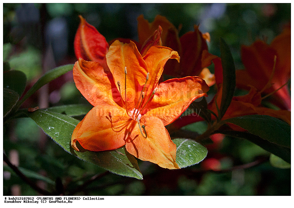 ��������, �����, ������ ��������, ���������� ��������, ������ ������ ,  Rhododendron � mollis, ������ ������, ����������� ������, Rhododendron � mollis, ��������, �����, ������ ��������, �����, ������, ������� ��������, ���, ����������� ��������, Rhododendron japonicum, Rhododendron molle, �����������, ����������, Ericaceae, DONE, ������ ���������������, ����������� �������, ����������� �����������,������, Rhododendron x kosterianum, Rhododendron x kosteranum, ���������� �������, ������, ���������, ����������, ������������ ��������, ������������ ��������, ������������, ������������ �����������, �����������, ������������, ���������, �����, ����������, ������������ ��������, ������������ ��������, ������������, ������������, ������������, �����������, XYZ, ����������� ������, ����������� ����������� �����