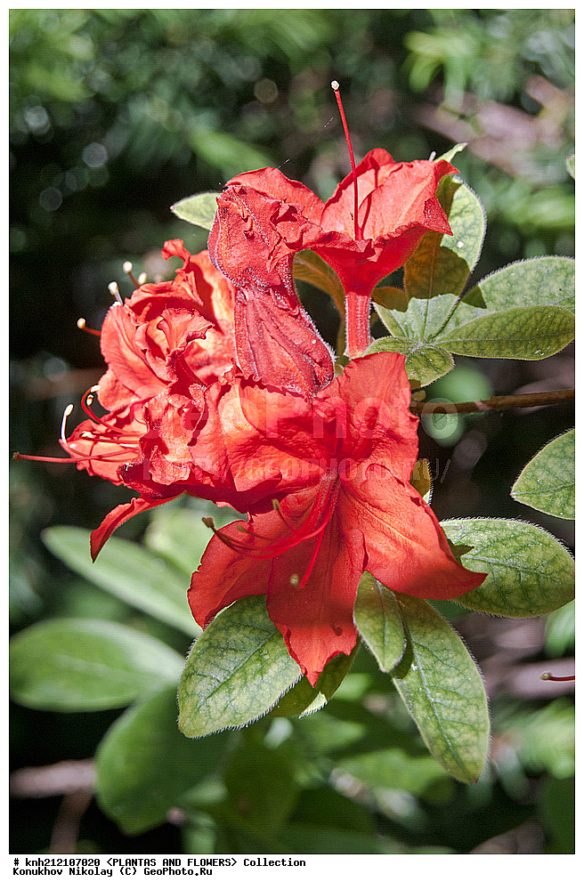 ��������, �����, ������ ��������, ���������� ��������, ������ ������ ,  Rhododendron � mollis, ������ ������, ����������� ������, Rhododendron � mollis, ��������, �����, ������ ��������, �����, ������, ������� ��������, ���, ����������� ��������, Rhododendron japonicum, Rhododendron molle, �����������, ����������, Ericaceae, DONE, ������ ���������������, ����������� �������, ����������� �����������,������, Rhododendron x kosterianum, Rhododendron x kosteranum, ���������� �������, ������, ���������, ����������, ������������ ��������, ������������ ��������, ������������, ������������ �����������, �����������, ������������, ���������, �����, ����������, ������������ ��������, ������������ ��������, ������������, ������������, ������������, �����������, XYZ, ����������� ������, ����������� ����������� �����