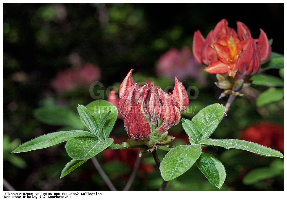 ��������, �����, ������ ��������, ���������� ��������, ������ ������ ,  Rhododendron � mollis, ������ ������, ����������� ������, Rhododendron � mollis, ��������, �����, ������ ��������, �����, ������, ������� ��������, ���, ����������� ��������, Rhododendron japonicum, Rhododendron molle, �����������, ����������, Ericaceae, DONE, ������ ���������������, ����������� �������, ����������� �����������,������, Rhododendron x kosterianum, Rhododendron x kosteranum, ���������� �������, ������, ���������, ����������, ������������ ��������, ������������ ��������, ������������, ������������ �����������, �����������, ������������, ���������, �����, ����������, ������������ ��������, ������������ ��������, ������������, ������������, ������������, �����������, XYZ, ����������� ������, ����������� ����������� �����