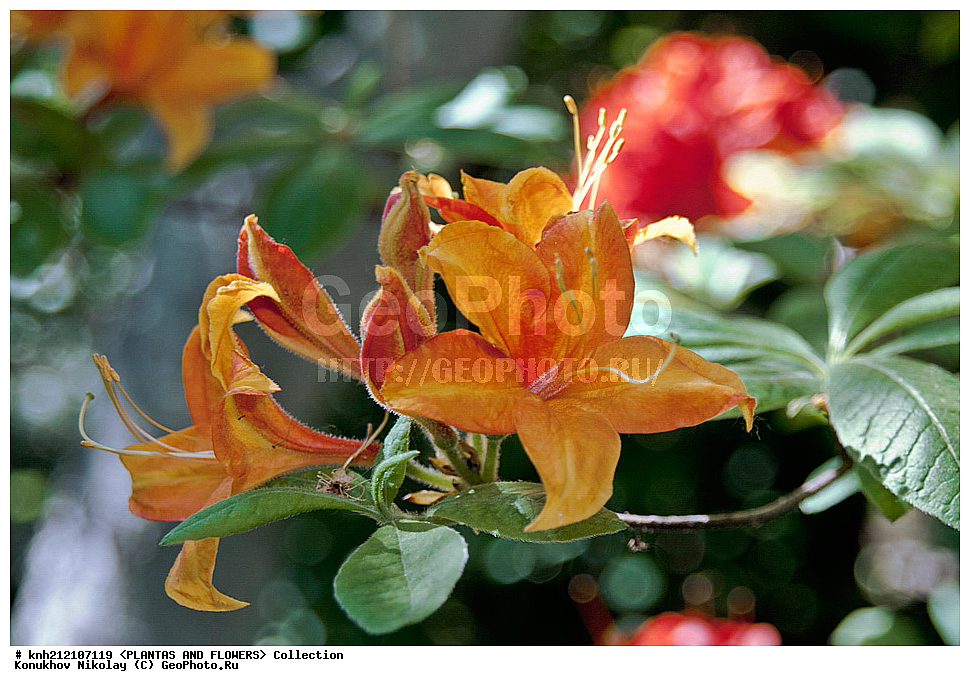 ��������, �����, ������ ��������, ���������� ��������, ������ ������ ,  Rhododendron � mollis, ������ ������, ����������� ������, Rhododendron � mollis, ��������, �����, ������ ��������, �����, ������, ������� ��������, ���, ����������� ��������, Rhododendron japonicum, Rhododendron molle, �����������, ����������, Ericaceae, DONE, ������ ���������������, ����������� �������, ����������� �����������,������, Rhododendron x kosterianum, Rhododendron x kosteranum, ���������� �������, ������, ���������, ����������, ������������ ��������, ������������ ��������, ������������, ������������ �����������, �����������, ������������, ���������, �����, ����������, ������������ ��������, ������������ ��������, ������������, ������������, ������������, �����������, XYZ, ����������� ������, ����������� ����������� �����