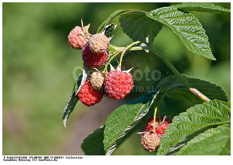 ��������, �����, ������ ��������, ���������� ��������, ������ ������������ , Rubus idaeus, ������� ��������, �����, �����, �����������, ������������, �������, �����������, Rosaceae, DONE, ���������� �������, ������, XYZ, ����������� ������, ����������� ����������� �����