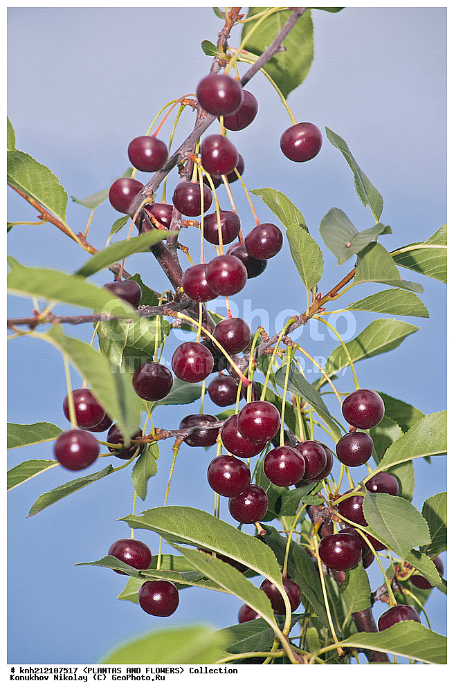 ��������, �����, ������ ��������, ���������� ��������, ����� ������������ , Prunus cerasus, ������� ��������, �����, �����, �����������, ������������, �������, �����������, Rosaceae, DONE, ���������� �������, Cerasus vulgaris, ������, XYZ, ����������� ������, ����������� ����������� �����