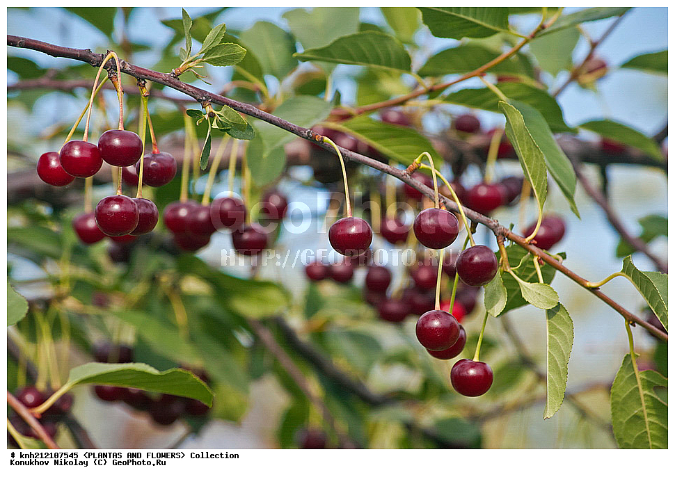 ��������, �����, ������ ��������, ���������� ��������, ����� ������������ , Prunus cerasus, ������� ��������, �����, �����, �����������, ������������, �������, �����������, Rosaceae, DONE, ���������� �������, Cerasus vulgaris, ������, XYZ, ����������� ������, ����������� ����������� �����