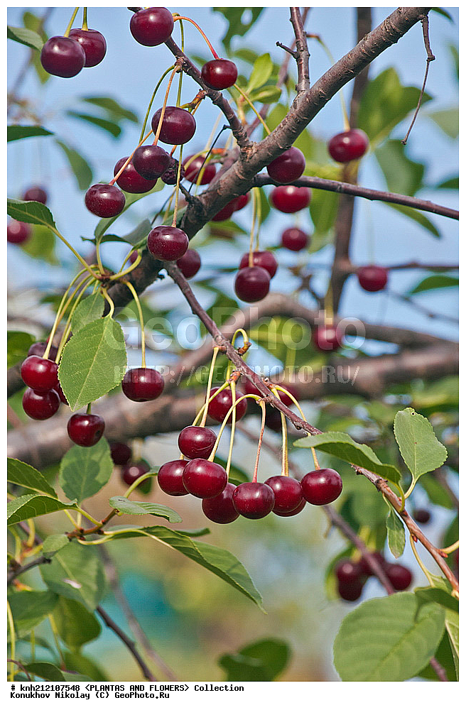 ��������, �����, ������ ��������, ���������� ��������, ����� ������������ , Prunus cerasus, ������� ��������, �����, �����, �����������, ������������, �������, �����������, Rosaceae, DONE, ���������� �������, Cerasus vulgaris, ������, XYZ, ����������� ������, ����������� ����������� �����