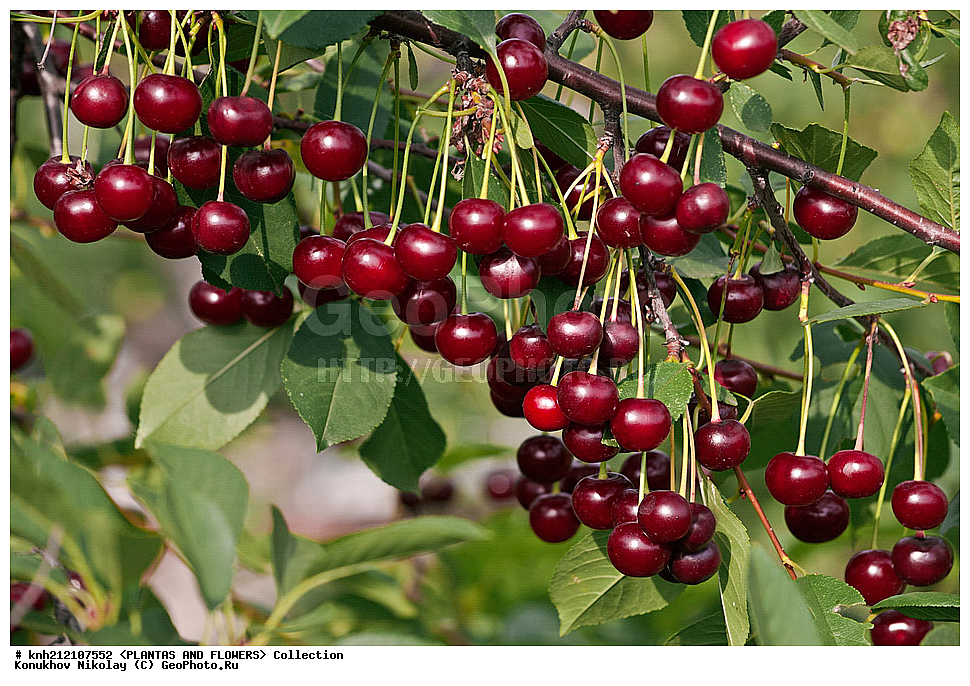 ��������, �����, ������ ��������, ���������� ��������, ����� ������������ , Prunus cerasus, ������� ��������, �����, �����, �����������, ������������, �������, �����������, Rosaceae, DONE, ���������� �������, Cerasus vulgaris, ������, XYZ, ����������� ������, ����������� ����������� �����