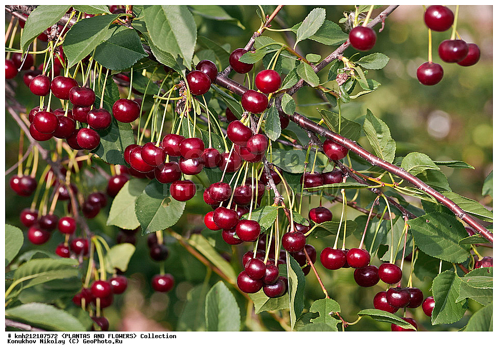 ��������, �����, ������ ��������, ���������� ��������, ����� ������������ , Prunus cerasus, ������� ��������, �����, �����, �����������, ������������, �������, �����������, Rosaceae, DONE, ���������� �������, Cerasus vulgaris, ������, XYZ, ����������� ������, ����������� ����������� �����