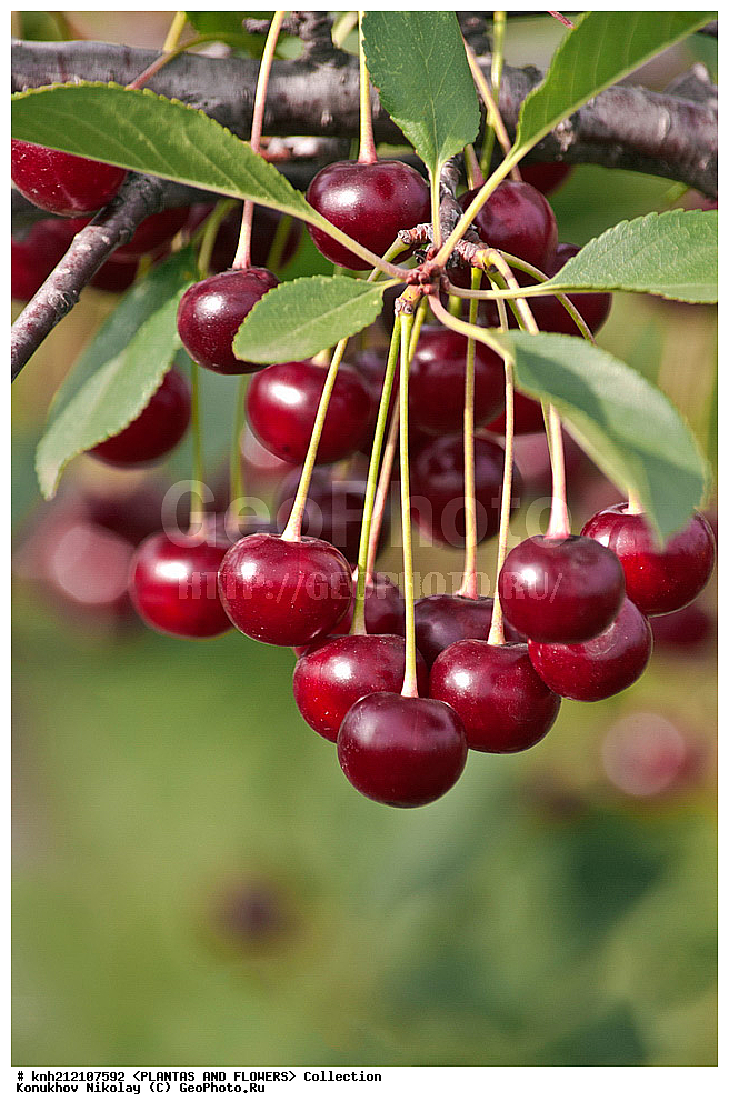 ��������, �����, ������ ��������, ���������� ��������, ����� ������������ , Prunus cerasus, ������� ��������, �����, �����, �����������, ������������, �������, �����������, Rosaceae, DONE, ���������� �������, Cerasus vulgaris, ������, XYZ, ����������� ������, ����������� ����������� �����