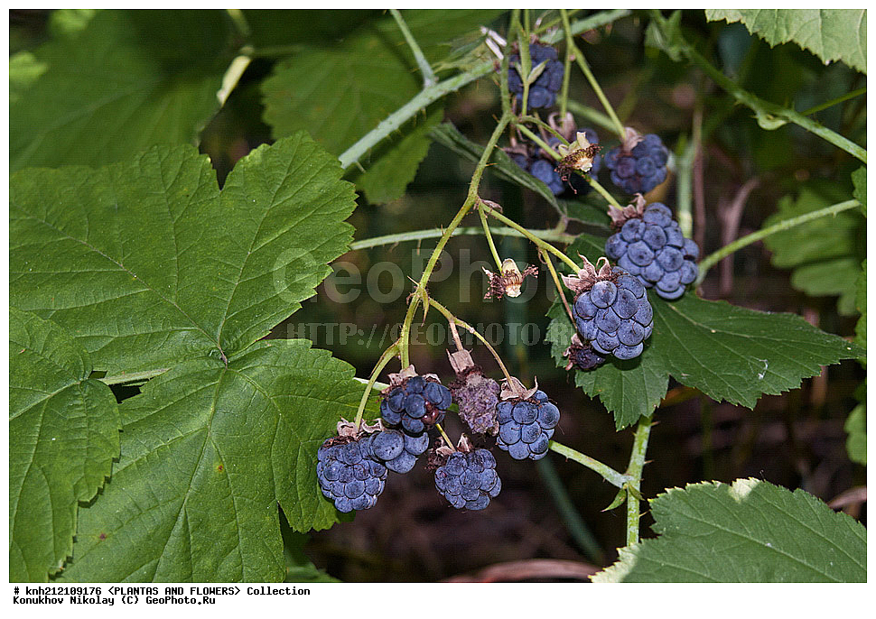 ��������, �����, ������ ��������, ���������� ��������, ������� , Rubus caesius, ������� ��������, �����, �����, �����������, ����������, ���������� ���., ������� ����-�������, ������������, �������, �����������, Rosaceae, DONE, ����������, ���������� �������, ������, ������, XYZ, ����������� ������, ����������� ����������� �����