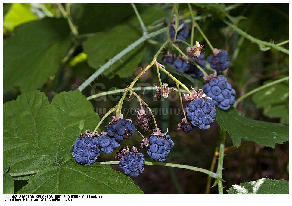 ��������, �����, ������ ��������, ���������� ��������, ������� , Rubus caesius, ������� ��������, �����, �����, �����������, ����������, ���������� ���., ������� ����-�������, ������������, �������, �����������, Rosaceae, DONE, ����������, ���������� �������, ������, ������, XYZ, ����������� ������, ����������� ����������� �����