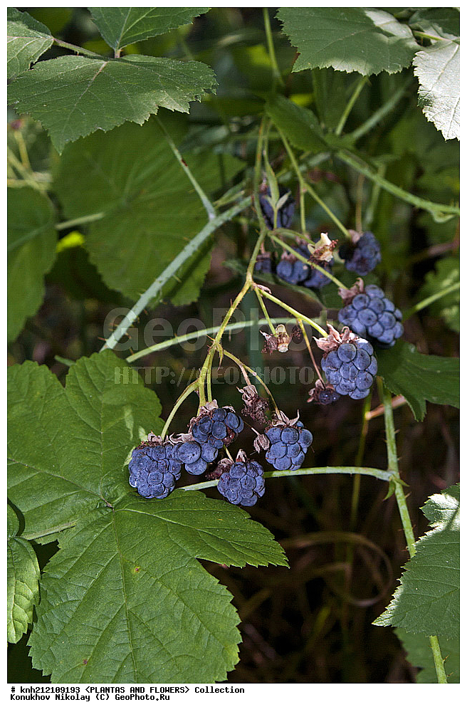 ��������, �����, ������ ��������, ���������� ��������, ������� , Rubus caesius, ������� ��������, �����, �����, �����������, ����������, ���������� ���., ������� ����-�������, ������������, �������, �����������, Rosaceae, DONE, ����������, ���������� �������, ������, ������, XYZ, ����������� ������, ����������� ����������� �����