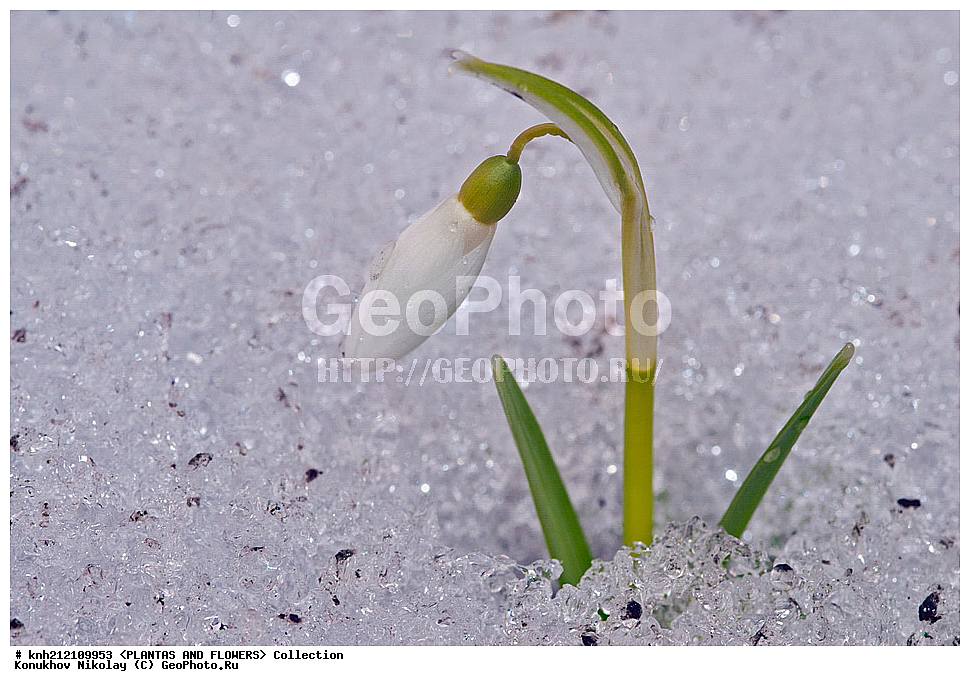 ��������, �����, ������ ��������, ���������� ��������, ���������� ����������� , Galanthus nivalis, ���������� ��������, ������� ��������, ������, �����, �����������, ����������, �������������, Amaryllidaceae, DONE, ���������� �������, ���������� ������������, ���������� �������, ������, XYZ, ����������� ������, ����������� ����������� �����