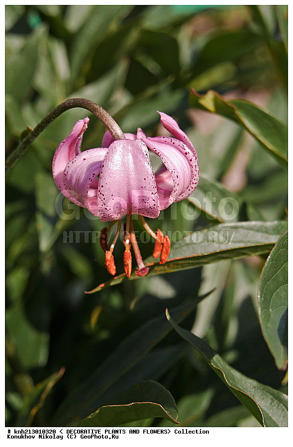 �������, Lilium martagon, ��������, �����, ������ ��������, ����� ������� �����, ����� ����������, ����� ������, ��������, Liliaceae, �����, ������, �����������, DONE, ���������� �������, ������, ����� ������� �����, ����� ����������, ����� ������, XYZ, ����������� ������, ����������� ����������� �����