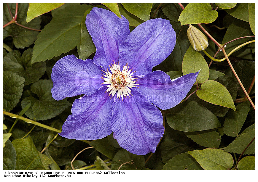 ������� , ��������, Clematis sp., ��������, �����, ������ ��������, ������� ��������, ���, ���������� ��������,  ������, �����, DONE, ���������, Ranunculaceae, ������� �������, �������� �������, Clematis x jackmanii, XYZ