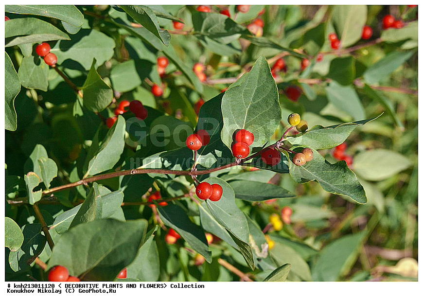 ��������� ���������, Lonicera tatarica, ��������, �����, ������ ��������, ���������� ��������, ������� ��������, �����, �����, �����������, ������������, Caprifoliaceae, �����������, ����������, ��������� ���., DONE, ������������ ��������, ����������, ���������� �������, ������, ������, XYZ, ����������� ������, ����������� ����������� �����