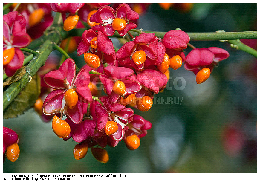 ��������� �����������, Euonymus europaeus, ��������, �����, ������ ��������, ������� ��������, �����, �����, ���������� ��������, �������������, Celastraceae, �����������, ��������, Euonymus europaea, DONE, ���������� �������, Euonymus bulgarica, Euonymus europaea f. bulgarica, Euonymus floribunda, Euonymus medirossica, Euonymus suberosa, ������, XYZ, ����������� ������, ����������� ����������� �����