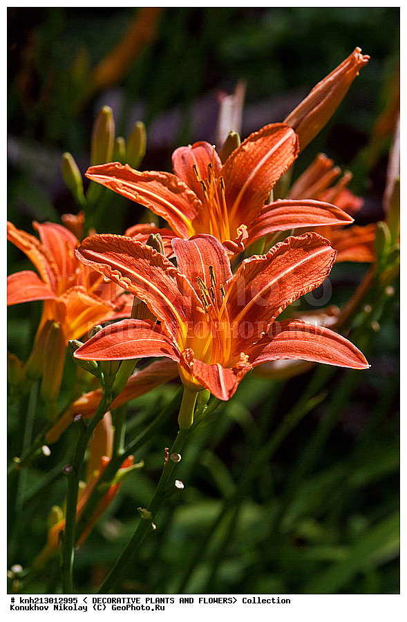 ��������, Hemerocallis sp., ��������, �����, ������ ��������, ���������� ��������, ������� ��������, ������, �����, �����������, DONE, �������������, ������������, Hemerocallidaceae, ���������� �������, ������, XYZ, ����������� ������, ����������� ����������� �����