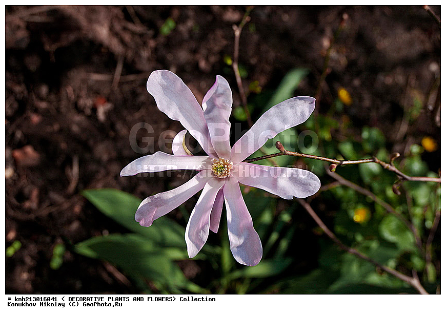 �������� ����������, Magnolia stellata, ��������, �����, ������ ��������, DONE, ���������� ��������, ������� ��������, ������, �����, �����������, �����������, Magnoliaceae, DONE, ���������� �������, ������, �������� ���������, XYZ, ����������� ������, ����������� ����������� �����