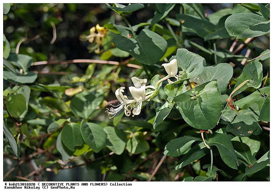 ��������� �������������, Lonicera albiflora, ��������, �����, ������ ��������, Texas Honeysuckle / White Honeysuckle / White Shrub Honeysuckle / White limestone Honeysuckle, ���������� ��������, ������� ��������, ������, �����, �����������, DONE, ���������� �������, ������, XYZ, ����������� ������, ����������� ����������� �����