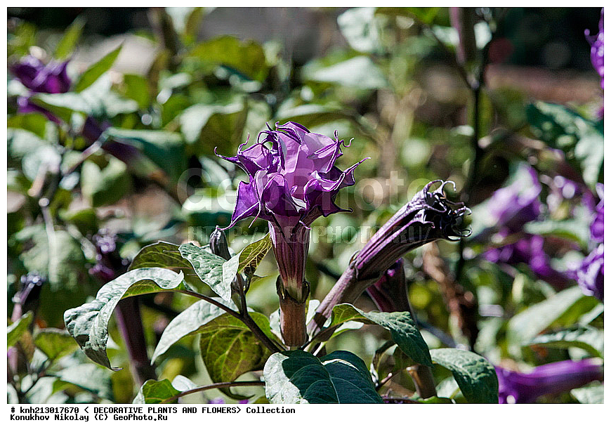 ������ ���������, Datura metel, ��������, �����, ������ ��������, ���������� ��������, ��������� ��������, ���������,  ����������� ��������, ������, �����, ���-��������, ����������, ������������ ���, ������, DONE, ���������, Solanaceae, XYZ