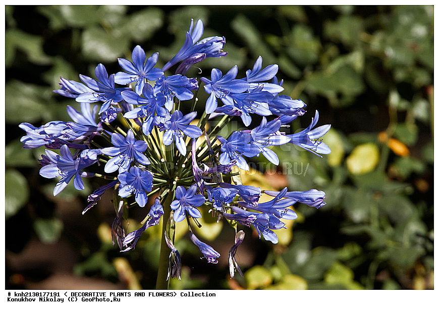 g��������c, Agapantus sp., ��������, �����, ������ ��������, ��������� ��������,  ����������� ��������, ���������� ��������,  ������, �����, ���-��������, ����������, ������������ ���, ������, ��������c, DONE, �����������, Agapanthaceae, XYZ