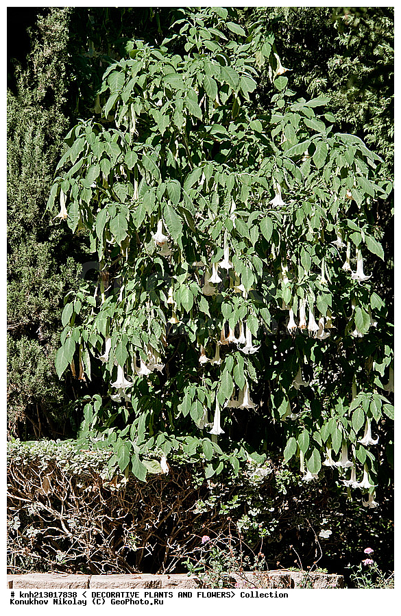 ������ ��������, �����������, Datura arborea, ��������, �����, ������ ��������, ��������� ��������, ���������,  ����������� ��������, ���������� ��������,  ������, �����, ���-��������, ����������, ������������ ���, ������, ������ �����������, ���������, Solanaceae, DONE, XYZ