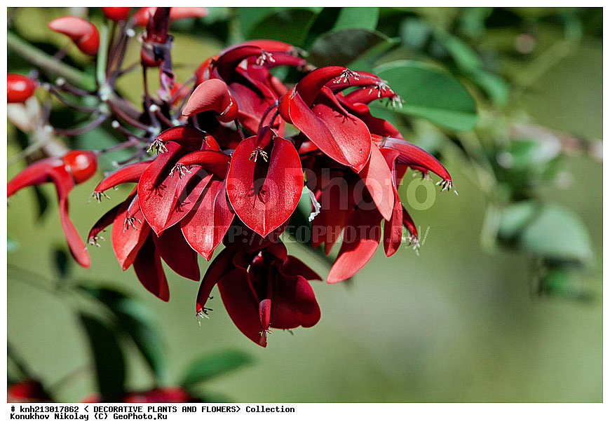��������, Erythrina sp., ��������, �����, ������ ��������, ��������� ��������, ���������,  ����������� ��������, ���������� ��������,  ������, �����, ���-��������, ����������, ������������ ���, ������, DONE, �������, �����������, Fabaceae, Fabaceae, Leguminosae, Papilionaceae, �������� ��������� �������, Erythrina crista-galli, XYZ