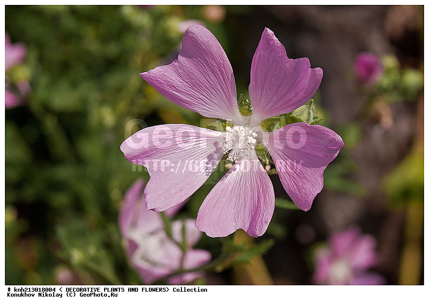 ������ ������������, Lavatera thuhngiaca, ��������, �����, ������ ��������? ���������� ��������, ������, �����, ������������ ��������, ����������, ���������� �������, ��������� �-�, DONE, ���������, Malvaceae, ������ ����������, ���������� �������, ������� ����, ����������, ������, XYZ