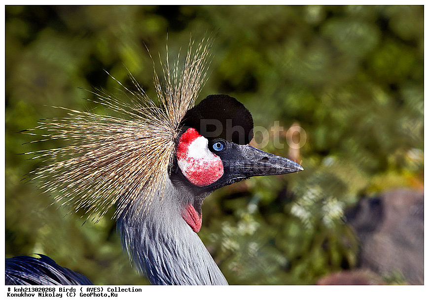 ��������� ����������� �������, Balearica regulorum, �����, �����, �����, ���������, DONE, ����������, Gruidae, �������, ����������, XYZ