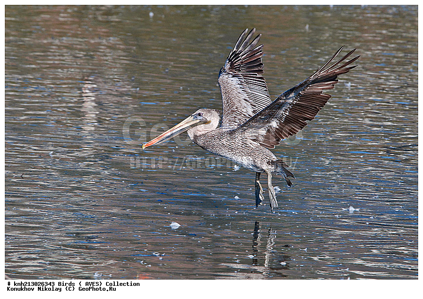 ����� �������, Pelecanus occidentalis, �����, �����, �����, ���������, ������� �����, ������� �����, ������ ������, ���, DONE, �����������, Pelecanidae, Pelecanus occidentalis, ����� �������, XYZ