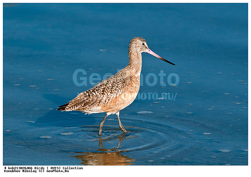 ��������� ����������, Limosa fedoa, �����, �����, �����, ���������, �����, ������, ������ ������, ���, DONE, ���������, Scolopacidae, XYZ