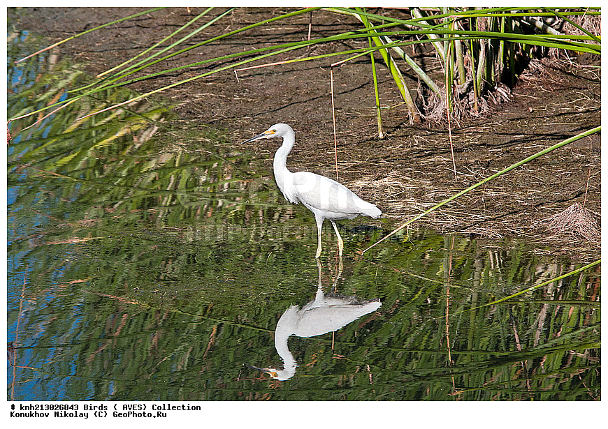 ����� ������������ �����, Egretta thula, �����, �����, �����, ���������, �����, ������ ������, ���, DONE, ��������, Ardeidae, Egretta thula, ������� �����, XYZ