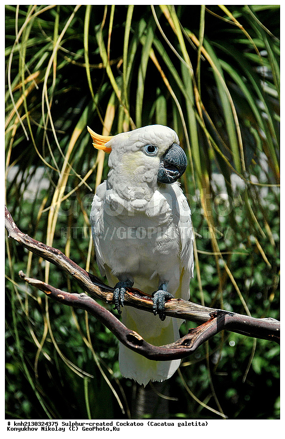 ������� ����������� ������, Cacatua galetita , � ������ , �����, �����, ����������� �����, �������� ��������, �������, ������, ���-��������, ����������, ���, DONE, �������, Psittacidae, Cacatua galerita, Plyctolophus galeritus, XYZ, Plyctolophus galeritus