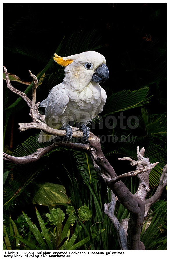 ������� ����������� ������, Cacatua galetita , � ������ , �����, �����, ����������� �����, �������� ��������, �������, ������, ���-��������, ����������, ���, DONE, �������, Psittacidae, Cacatua galerita, Plyctolophus galeritus, XYZ, Plyctolophus galeritus
