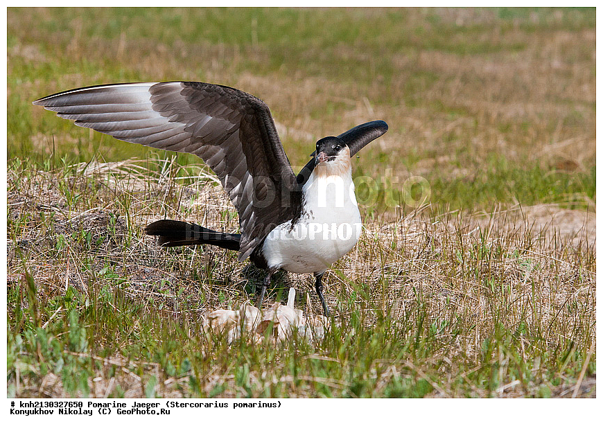 ������� ��������, Stercorarius pomarinus, ������� �����, ������� �����, �������, ��������� ����, �������, ����������� ���������, ������������� �������, DONE, ������������, Stercorariidae, XYZ