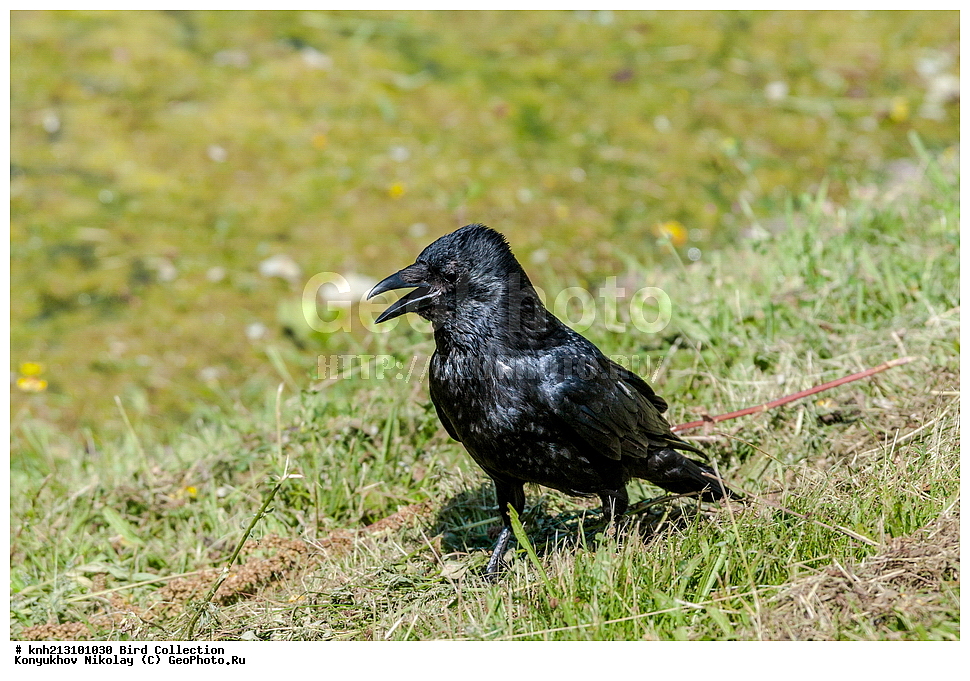 ��������, ��������, �����, �����, ��������, �����������, DONE, ��������, ���������, Corvidae, ��������, �������-���������, ����, ׸���� ������, ������ ������, Corvus corone, XYZ