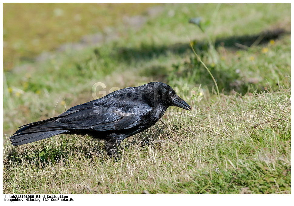 ��������, ��������, �����, �����, ��������, �����������, DONE, ��������, ���������, Corvidae, ��������, �������-���������, ����, ׸���� ������, ������ ������, Corvus corone, XYZ