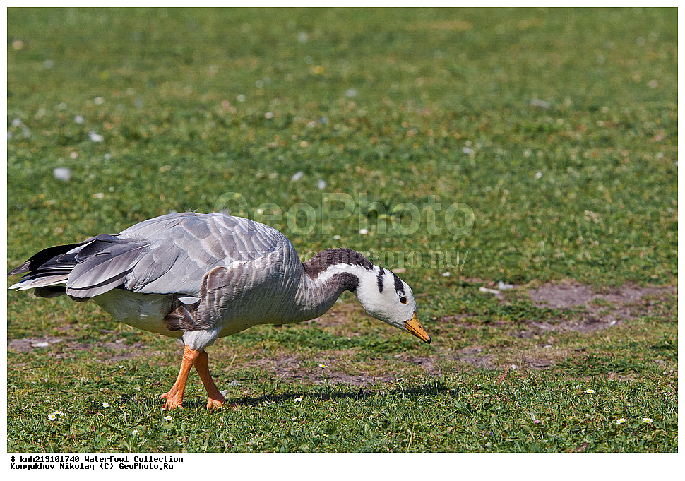 ��������, ��������, �����, �����, �����������������, ������������� �����, ������������� �����, DONE, ��������, �����������, ������, Anatidae, ��������������������� ���������, ��������������, ��������, �������-���������, ����, ������ ����, Anser indicus, Eulabeia indica, XYZ