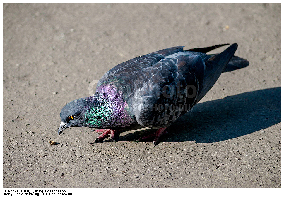 ��������, ��������, �����, �����, DONE, ��������, �����������, ���������, Columbidae, ����� ������, Columba livia, ����������, ��������� �������, ����������, ������, XYZ