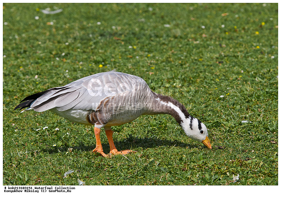 ��������, ��������, �����, �����, �����������������, ������������� �����, ������������� �����, DONE, ��������, �����������, ������, Anatidae, ��������������������� ���������, ��������������, ��������, �������-���������, ����, ������ ����, Anser indicus, Eulabeia indica, XYZ