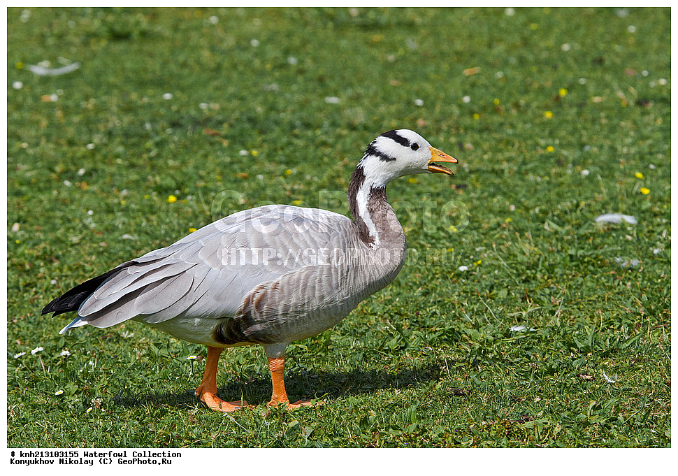 ��������, ��������, �����, �����, �����������������, ������������� �����, ������������� �����, DONE, ��������, �����������, ������, Anatidae, ��������������������� ���������, ��������������, ��������, �������-���������, ����, ������ ����, Anser indicus, Eulabeia indica, XYZ