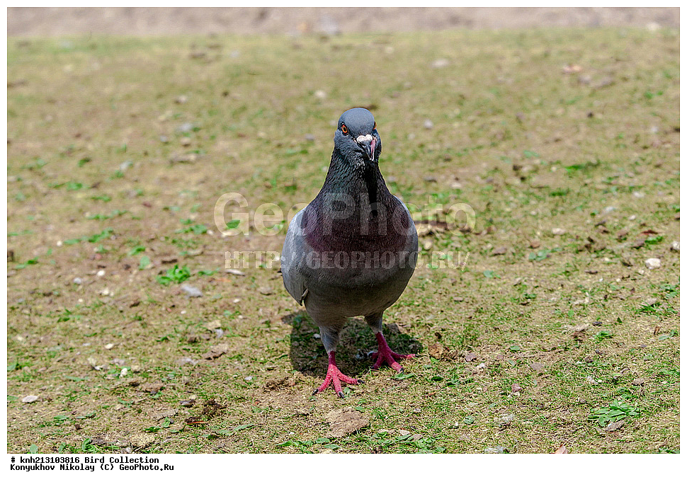 ��������, ��������, �����, �����, DONE, ��������, �����������, ���������, Columbidae, ����� ������, Columba livia, ��������, �������-���������, ����, XYZ
