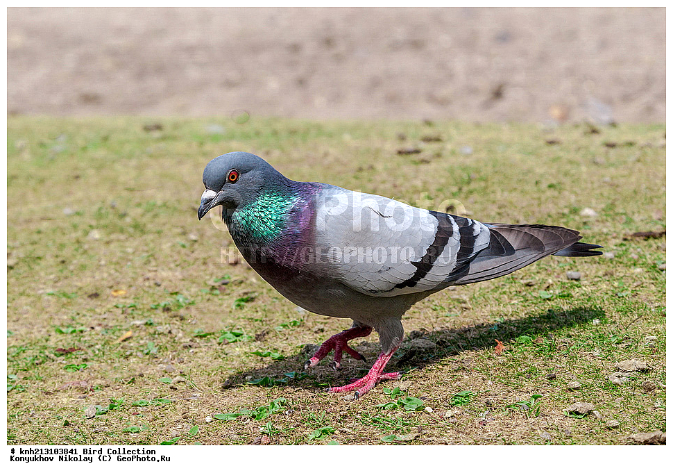 ��������, ��������, �����, �����, DONE, ��������, �����������, ���������, Columbidae, ����� ������, Columba livia, ��������, �������-���������, ����, XYZ