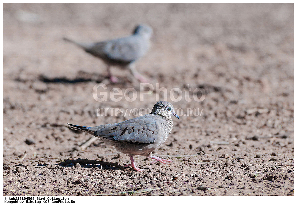 ��������, ��������, �����, �����, ��������, �����������, DONE, ���������, Columbidae, ����� ������ ��, ����������, ���, ���������� �������� �������, Columbina passerina, ������ ��������, XYZ
