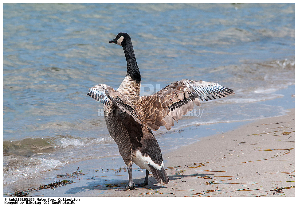 ��������, ��������, �����, �����, �����������������, ������������� �����, ������������� �����, DONE, ��������, �����������, ������, Anatidae, ��������������������� ���������, ��������������, ��������, �������-���������, ��������� �������, Branta canadensis, ���, ����, XYZ