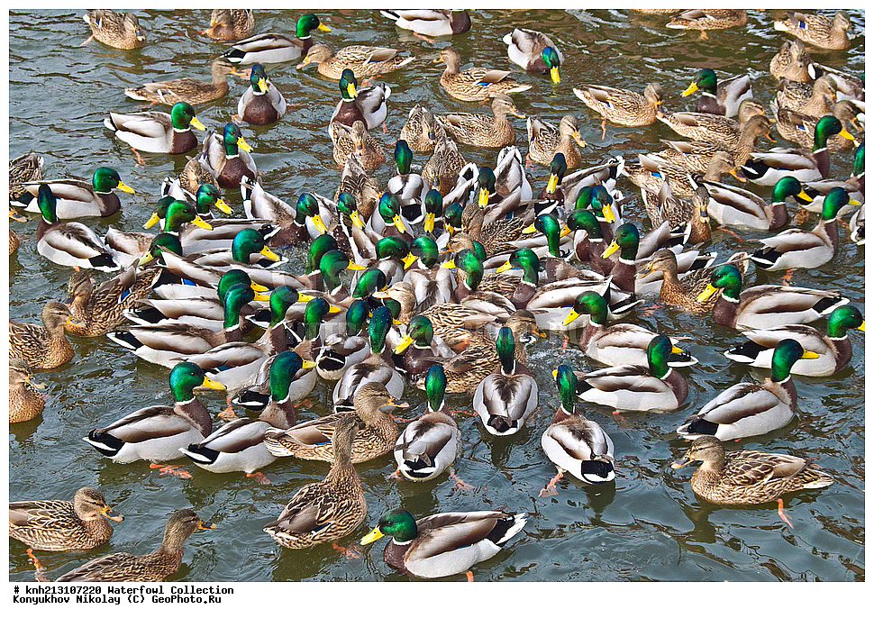 ��������, ��������, �����, �����, �����������������, ������������� �����, ������������� �����, DONE, ��������, �����������, ������, Anatidae, ������, Anas platyrhynchos, �����������, ���������� �������, �������, ���������� �������, XYZ, ����������� ������, ����������� ����������� �����