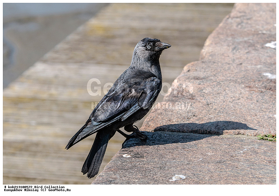 ��������, ��������, �����, �����, ��������, �����������, DONE, ��������, ���������, Corvidae, ��������, �������-���������, �����, �����, Corvus monedula, Coloeus monedula, XYZ