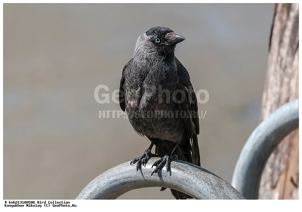 ��������, ��������, �����, �����, ��������, �����������, DONE, ��������, ���������, Corvidae, ��������, �������-���������, �����, �����, Corvus monedula, Coloeus monedula, XYZ